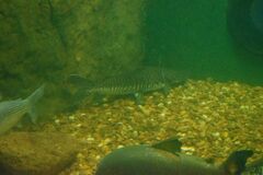 Pseudoplatystoma reticulatum