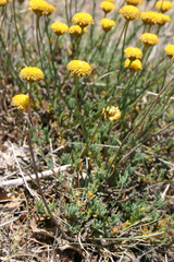 Santolina ageratifolia