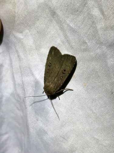 Soothsayer Dart photo 3