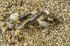 Acanthosphex leurynnis