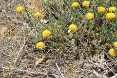 Santolina ageratifolia