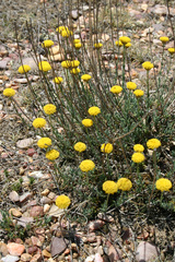 Santolina ageratifolia