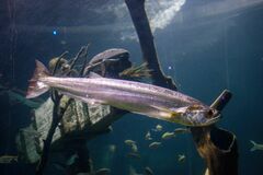 Rhaphiodon vulpinus