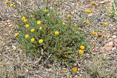 Santolina ageratifolia