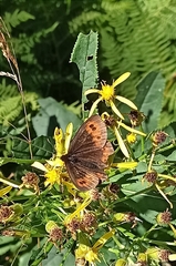 Erebia euryale