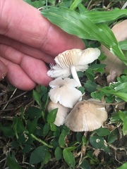 Termitomyces microcarpus