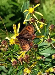 Erebia euryale
