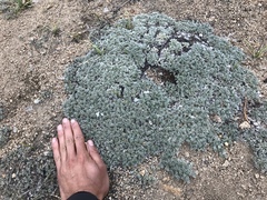 Lupinus breweri bryoides