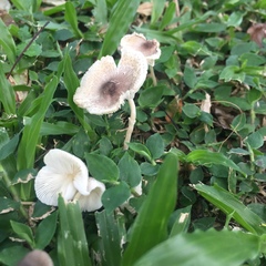 Termitomyces microcarpus