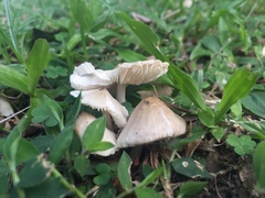 Termitomyces microcarpus