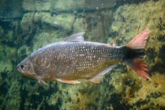 Brycon orbignyanus