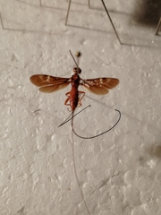 Glyptomorpha pectoralis