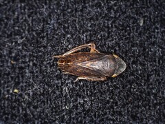 Aphrodini