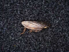 Aphrodini