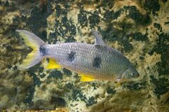 Megaleporinus obtusidens