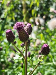 Cirsium arvense