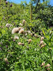 Cirsium arvense