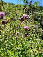 Cirsium arvense