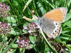Coenonympha gardetta
