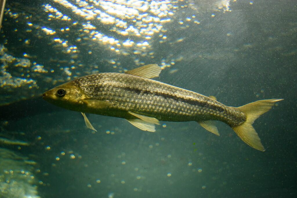 Schizodon platae