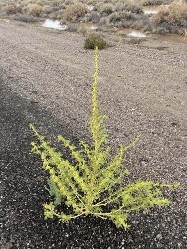 Image of Oxystylis lutea by (c) Matt Berger, some rights reserved (CC BY)