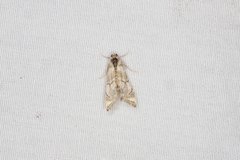 Eoparargyractis plevie