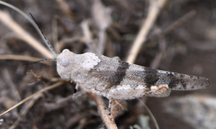 Trimerotropis pistrinaria