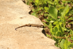 Trachylepis striata