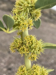 Oxystylis lutea