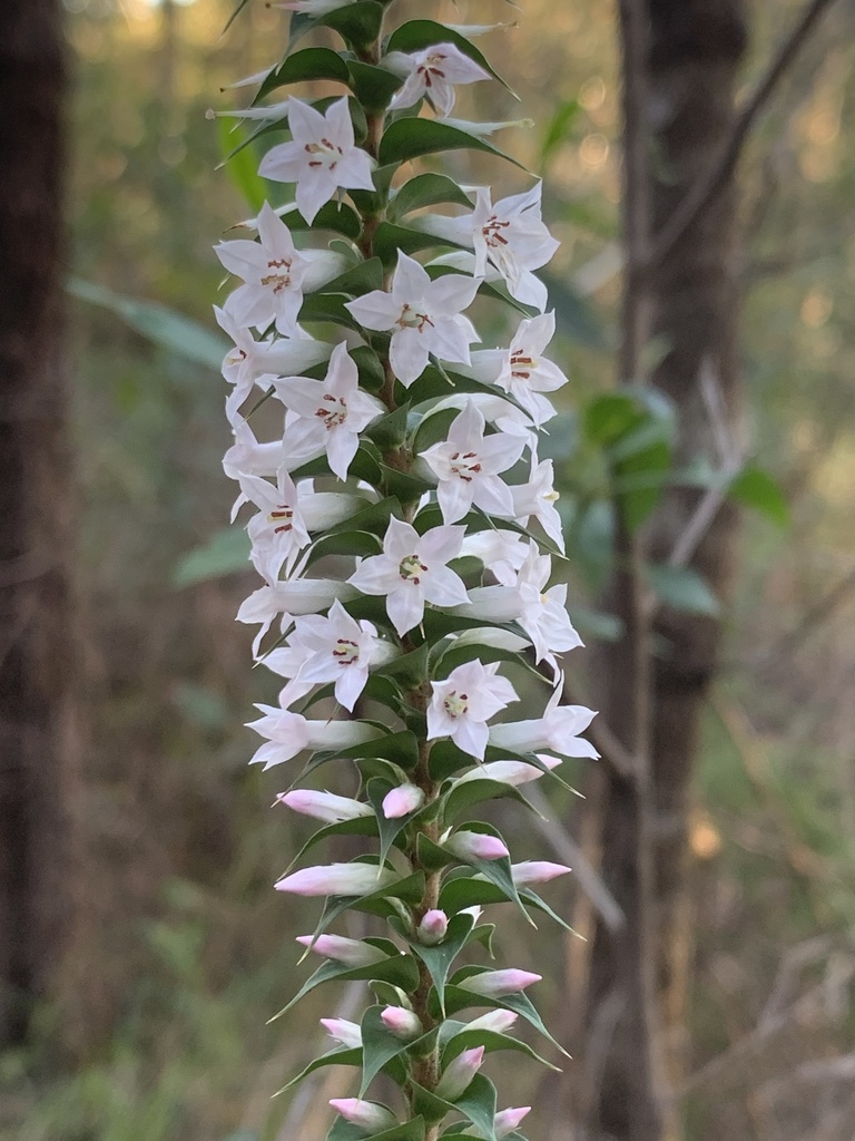 Australian Heath