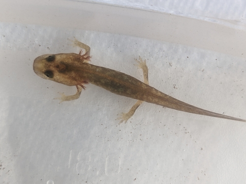 Corsican brook salamander, photo 4 of 7