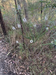 Epacris purpurascens