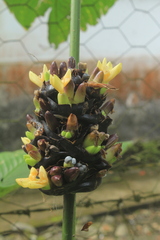 Goeppertia latifolia