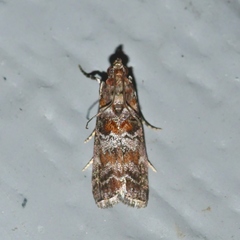 Dioryctria pygmaeella