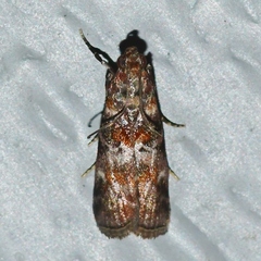 Dioryctria pygmaeella