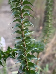 Epacris purpurascens