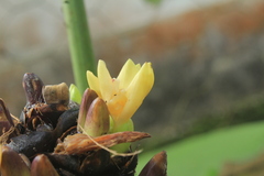 Goeppertia latifolia