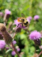 Bombus