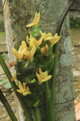 Goeppertia latifolia