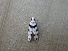 Pseudotelphusa scalella