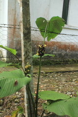 Goeppertia latifolia