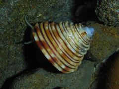 Calliostoma canaliculatum