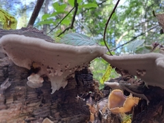 Agathomyia wankowiczii