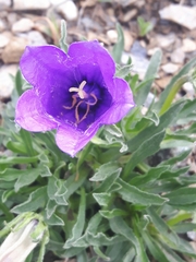 Campanula alpestris