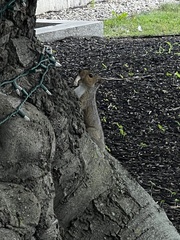 Sciurus carolinensis