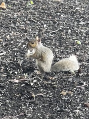 Sciurus carolinensis