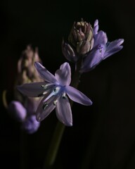 Hyacinthoides paivae