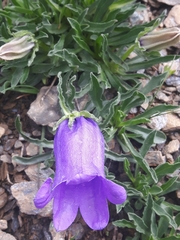 Campanula alpestris