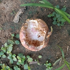 Callosciurinae