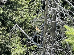 Hemileuca eglanterina